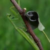 Paprastasis maldininkas - Mantis religiosa | Fotografijos autorius : Romas Ferenca | © Macrogamta.lt | Šis tinklapis priklauso bendruomenei kuri domisi makro fotografija ir fotografuoja gyvąjį makro pasaulį.