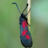 Paprastasis marguolis - Zygaena lonicerae ? | Fotografijos autorius : Vidas Brazauskas | © Macrogamta.lt | Šis tinklapis priklauso bendruomenei kuri domisi makro fotografija ir fotografuoja gyvąjį makro pasaulį.