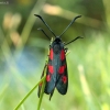 Paprastasis marguolis - Zygaena lonicerae | Fotografijos autorius : Vytautas Gluoksnis | © Macrogamta.lt | Šis tinklapis priklauso bendruomenei kuri domisi makro fotografija ir fotografuoja gyvąjį makro pasaulį.