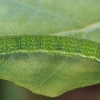 Paprastasis pavasarinukas - Archiearis parthenias, vikšras | Fotografijos autorius : Gintautas Steiblys | © Macrogamta.lt | Šis tinklapis priklauso bendruomenei kuri domisi makro fotografija ir fotografuoja gyvąjį makro pasaulį.