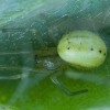 Paprastasis pinkliavoris - Enoplognatha ovata ♀ | Fotografijos autorius : Žilvinas Pūtys | © Macrogamta.lt | Šis tinklapis priklauso bendruomenei kuri domisi makro fotografija ir fotografuoja gyvąjį makro pasaulį.