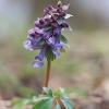 Paprastasis rūtenis - Corydalis solida | Fotografijos autorius : Agnė Našlėnienė | © Macrogamta.lt | Šis tinklapis priklauso bendruomenei kuri domisi makro fotografija ir fotografuoja gyvąjį makro pasaulį.