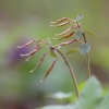 Paprastasis rūtenis - Corydalis solida | Fotografijos autorius : Agnė Našlėnienė | © Macrogamta.lt | Šis tinklapis priklauso bendruomenei kuri domisi makro fotografija ir fotografuoja gyvąjį makro pasaulį.