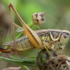 Paprastasis spragtukas - Roeseliana roeselii ♀ | Fotografijos autorius : Žilvinas Pūtys | © Macrogamta.lt | Šis tinklapis priklauso bendruomenei kuri domisi makro fotografija ir fotografuoja gyvąjį makro pasaulį.