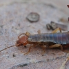 Paprastoji auslinda - Forficula auricularia | Fotografijos autorius : Gintautas Steiblys | © Macrogamta.lt | Šis tinklapis priklauso bendruomenei kuri domisi makro fotografija ir fotografuoja gyvąjį makro pasaulį.