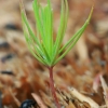 Paprastoji eglė - Picea abies | Fotografijos autorius : Gintautas Steiblys | © Macrogamta.lt | Šis tinklapis priklauso bendruomenei kuri domisi makro fotografija ir fotografuoja gyvąjį makro pasaulį.