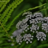 Paprastoji garšva - Aegopodium podagraria | Fotografijos autorius : Kęstutis Obelevičius | © Macrogamta.lt | Šis tinklapis priklauso bendruomenei kuri domisi makro fotografija ir fotografuoja gyvąjį makro pasaulį.