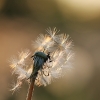 Paprastoji kiaulpienė - Taraxacum officinale | Fotografijos autorius : Agnė Našlėnienė | © Macrogamta.lt | Šis tinklapis priklauso bendruomenei kuri domisi makro fotografija ir fotografuoja gyvąjį makro pasaulį.