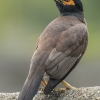 Paprastoji maina - Acridotheres tristis | Fotografijos autorius : Gintautas Steiblys | © Macrogamta.lt | Šis tinklapis priklauso bendruomenei kuri domisi makro fotografija ir fotografuoja gyvąjį makro pasaulį.