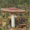 Paprastoji musmirė - Amanita muscaria | Fotografijos autorius : Gintautas Steiblys | © Macrogamta.lt | Šis tinklapis priklauso bendruomenei kuri domisi makro fotografija ir fotografuoja gyvąjį makro pasaulį.