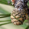 Paprastoji pušis | Scots pine | Pinus sylvestris | Fotografijos autorius : Darius Baužys | © Macrogamta.lt | Šis tinklapis priklauso bendruomenei kuri domisi makro fotografija ir fotografuoja gyvąjį makro pasaulį.
