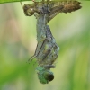 Grakščioji skėtė - Leucorrhinia caudalis | Fotografijos autorius : Agnė Našlėnienė | © Macrogamta.lt | Šis tinklapis priklauso bendruomenei kuri domisi makro fotografija ir fotografuoja gyvąjį makro pasaulį.