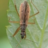 Paprastoji skerdblakė - Nabis rugosus | Fotografijos autorius : Gintautas Steiblys | © Macrogamta.lt | Šis tinklapis priklauso bendruomenei kuri domisi makro fotografija ir fotografuoja gyvąjį makro pasaulį.