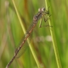 Sibirinė strėliukė - Sympecma paedisca  ♂ | Fotografijos autorius : Vytautas Gluoksnis | © Macrogamta.lt | Šis tinklapis priklauso bendruomenei kuri domisi makro fotografija ir fotografuoja gyvąjį makro pasaulį.