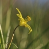 Paprastoji vištapienė - Gagea lutea | Fotografijos autorius : Agnė Našlėnienė | © Macrogamta.lt | Šis tinklapis priklauso bendruomenei kuri domisi makro fotografija ir fotografuoja gyvąjį makro pasaulį.