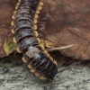 Paradoxical Keeled Millipede - Anoplodesmus saussurii | Fotografijos autorius : Gintautas Steiblys | © Macronature.eu | Macro photography web site