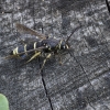 Juodasis stiklasparnis - Paranthrene tabaniformis | Fotografijos autorius : Giedrius Markevičius | © Macrogamta.lt | Šis tinklapis priklauso bendruomenei kuri domisi makro fotografija ir fotografuoja gyvąjį makro pasaulį.