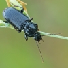 Parent Blackclock - Pterostichus anthracinus | Fotografijos autorius : Gintautas Steiblys | © Macronature.eu | Macro photography web site