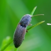 Pasėlinis dirvaspragšis - Agriotes sputator | Fotografijos autorius : Romas Ferenca | © Macrogamta.lt | Šis tinklapis priklauso bendruomenei kuri domisi makro fotografija ir fotografuoja gyvąjį makro pasaulį.