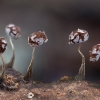 Pasvirasis kukulenis - Physarum album | Fotografijos autorius : Žilvinas Pūtys | © Macrogamta.lt | Šis tinklapis priklauso bendruomenei kuri domisi makro fotografija ir fotografuoja gyvąjį makro pasaulį.