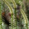 Pataisas varinčius - Spinulum annotinum | Fotografijos autorius : Gintautas Steiblys | © Macrogamta.lt | Šis tinklapis priklauso bendruomenei kuri domisi makro fotografija ir fotografuoja gyvąjį makro pasaulį.