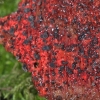 Raudonoji tinklė - Patinellaria sanguinea | Fotografijos autorius : Vytautas Gluoksnis | © Macrogamta.lt | Šis tinklapis priklauso bendruomenei kuri domisi makro fotografija ir fotografuoja gyvąjį makro pasaulį.