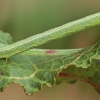 Pavasarinis žievėsprindis - Cleora cinctaria, vikšras | Fotografijos autorius : Gintautas Steiblys | © Macrogamta.lt | Šis tinklapis priklauso bendruomenei kuri domisi makro fotografija ir fotografuoja gyvąjį makro pasaulį.