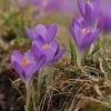 Pavasarinis krokas - Crocus vernus | Fotografijos autorius : Kęstutis Obelevičius | © Macrogamta.lt | Šis tinklapis priklauso bendruomenei kuri domisi makro fotografija ir fotografuoja gyvąjį makro pasaulį.