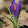 Pavasarinis krokas - Crocus vernus | Fotografijos autorius : Gintautas Steiblys | © Macrogamta.lt | Šis tinklapis priklauso bendruomenei kuri domisi makro fotografija ir fotografuoja gyvąjį makro pasaulį.