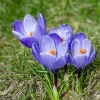 Pavasarinis krokas | Spring crocus | Crocus vernus | Fotografijos autorius : Darius Baužys | © Macrogamta.lt | Šis tinklapis priklauso bendruomenei kuri domisi makro fotografija ir fotografuoja gyvąjį makro pasaulį.