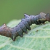 Gelsvasis kuoduotis - Notodonta ziczac, vikšras | Fotografijos autorius : Gintautas Steiblys | © Macronature.eu | Macro photography web site