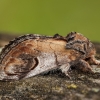 Gelsvasis kuoduotis - Notodonta ziczac | Fotografijos autorius : Žilvinas Pūtys | © Macronature.eu | Macro photography web site