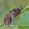 Gelsvasis kuoduotis - Notodonta ziczac | Fotografijos autorius : Darius Baužys | © Macronature.eu | Macro photography web site