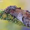 Pebble prominent - Notodonta ziczac | Fotografijos autorius : Arūnas Eismantas | © Macronature.eu | Macro photography web site