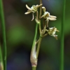 Pelkinė liūnsargė - Scheuchzeria palustris | Fotografijos autorius : Nomeda Vėlavičienė | © Macrogamta.lt | Šis tinklapis priklauso bendruomenei kuri domisi makro fotografija ir fotografuoja gyvąjį makro pasaulį.