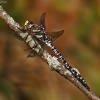 Pelkinis laumžirgis - Aeshna subarctica | Fotografijos autorius : Povilas Sakalauskas | © Macrogamta.lt | Šis tinklapis priklauso bendruomenei kuri domisi makro fotografija ir fotografuoja gyvąjį makro pasaulį.