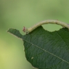 Beržinis šeriasprindis - Biston betularia, vikšras | Fotografijos autorius : Zita Gasiūnaitė | © Macronature.eu | Macro photography web site