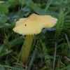 Oranžinė guotenė - Hygrocybe acutoconica | Fotografijos autorius : Vytautas Gluoksnis | © Macronature.eu | Macro photography web site