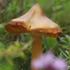 Oranžinė guotenė - Hygrocybe acutoconica | Fotografijos autorius : Gintautas Steiblys | © Macronature.eu | Macro photography web site