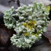 Atkilioji žiauberė - Physcia adscendens | Fotografijos autorius : Vytautas Gluoksnis | © Macrogamta.lt | Šis tinklapis priklauso bendruomenei kuri domisi makro fotografija ir fotografuoja gyvąjį makro pasaulį.