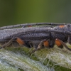 Bitkrėslinis stiebalindis - Phytoecia virgula | Fotografijos autorius : Žilvinas Pūtys | © Macronature.eu | Macro photography web site