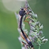 Plėšriamusė – Pamponerus germanicus | Fotografijos autorius : Agnė Našlėnienė | © Macronature.eu | Macro photography web site