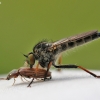 Plėšriamusė – Pamponerus germanicus | Fotografijos autorius : Agnė Našlėnienė | © Macronature.eu | Macro photography web site