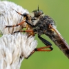 Plėšriamusė - Pamponerus germanicus ??? | Fotografijos autorius : Arūnas Eismantas | © Macronature.eu | Macro photography web site