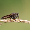 Plėšriamusė - Pamponerus germanicus | Fotografijos autorius : Zita Gasiūnaitė | © Macronature.eu | Macro photography web site
