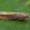 Pieninė eukosma - Eucosma obumbratana | Fotografijos autorius : Žilvinas Pūtys | © Macrogamta.lt | Šis tinklapis priklauso bendruomenei kuri domisi makro fotografija ir fotografuoja gyvąjį makro pasaulį.