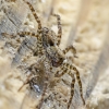 Pievinis šuolininkas | Pardosa prativaga | Fotografijos autorius : Darius Baužys | © Macrogamta.lt | Šis tinklapis priklauso bendruomenei kuri domisi makro fotografija ir fotografuoja gyvąjį makro pasaulį.