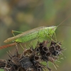 Pievinis smailiagalvis - Conocephalus fuscus | Fotografijos autorius : Gintautas Steiblys | © Macrogamta.lt | Šis tinklapis priklauso bendruomenei kuri domisi makro fotografija ir fotografuoja gyvąjį makro pasaulį.