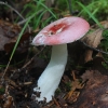 Piktoji ūmėdė - Russula emetica | Fotografijos autorius : Vytautas Gluoksnis | © Macrogamta.lt | Šis tinklapis priklauso bendruomenei kuri domisi makro fotografija ir fotografuoja gyvąjį makro pasaulį.