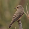 Pilkoji musinukė - Muscicapa striata | Fotografijos autorius : Gintautas Steiblys | © Macrogamta.lt | Šis tinklapis priklauso bendruomenei kuri domisi makro fotografija ir fotografuoja gyvąjį makro pasaulį.